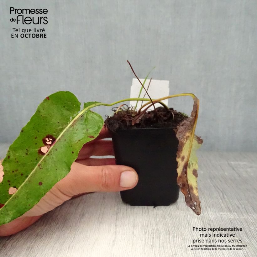 Exemplaar van Persicaria bistorta Superba - Adderwortel Kweekpotje van 8/9 cm zoals geleverd in de herfst