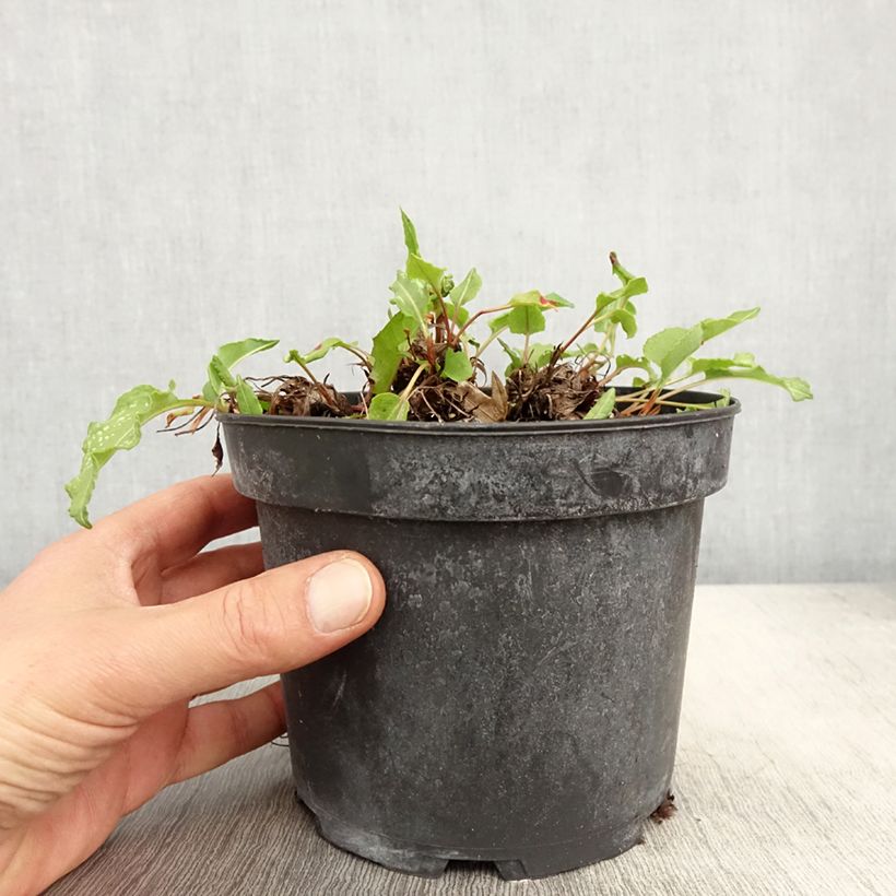 Exemplaar van Persicaria bistorta Superba - Adderwortel Pot van 2 l/3 l zoals geleverd in de lente