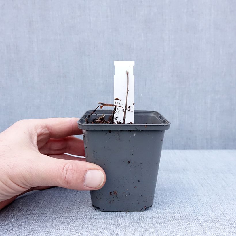 Example of Renouée - Persicaria dshawachischwilii Kweekpotje van 8/9 cm as you get in hiver