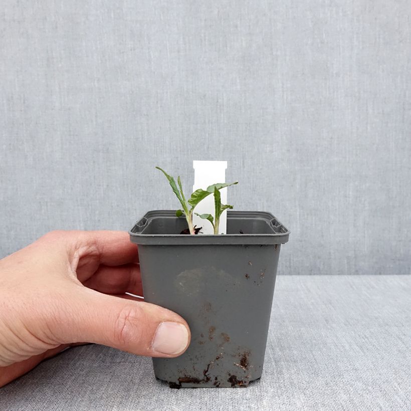 Exemplaar van Persicaria dshawachischwilii - Duizendknoop Kweekpotje van 8/9 cm zoals geleverd in de lente