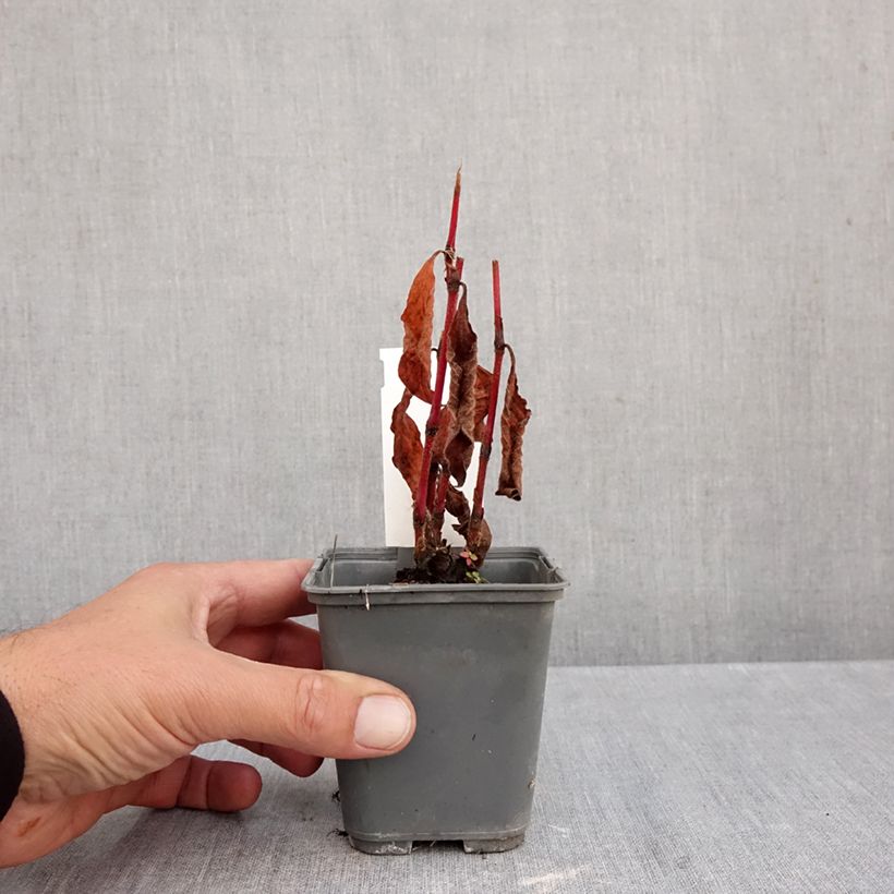 Exemplaar van Persicaria filiformis - Duizendknoop Kweekpotje van 8/9 cm zoals geleverd in de herfst