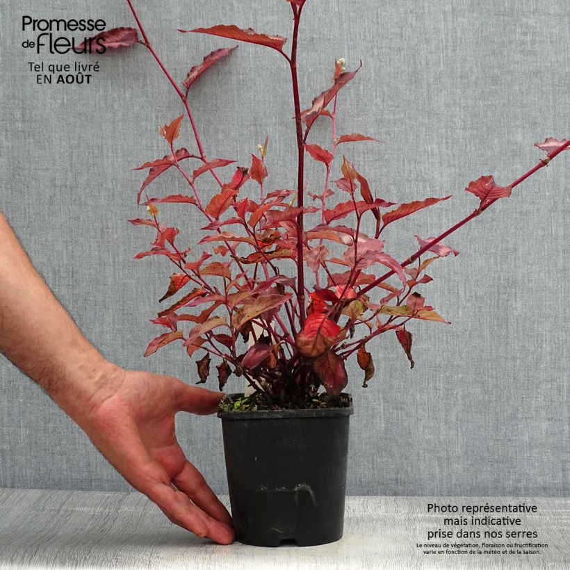 Exemplaar van Persicaria microcephala Red Dragon - Duizendknoop Pot van 1,5 l/2 l zoals geleverd in de zomer