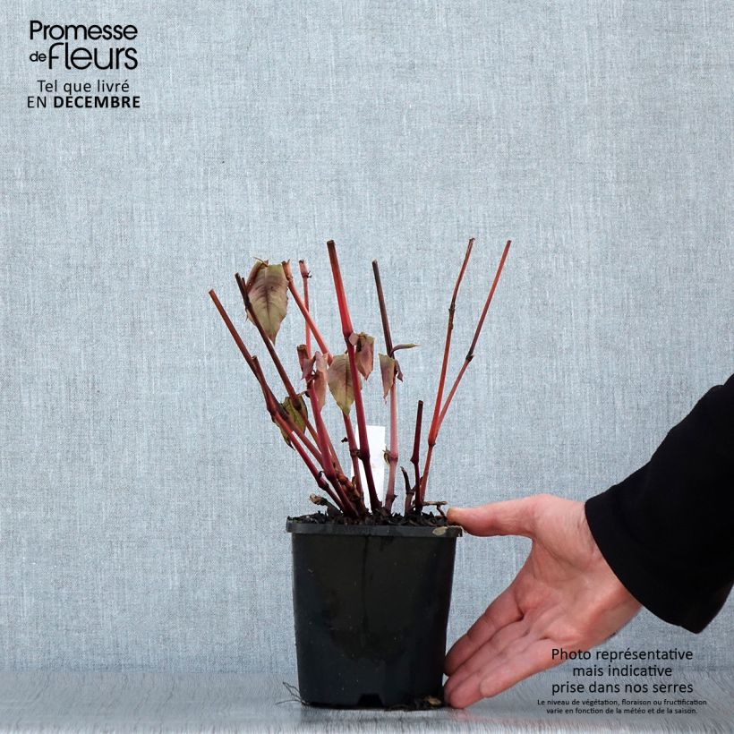 Example of Renouée - Persicaria micro. Red Dragon Pot van 1,5 l/2 l as you get in hiver