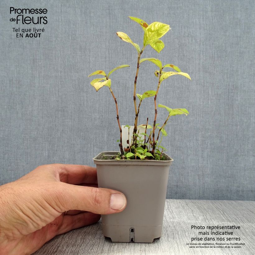 Exemplaar van Persicaria virginiana Lance Corporal - Duizendknoop Kweekpotje van 8/9 cm zoals geleverd in de zomer