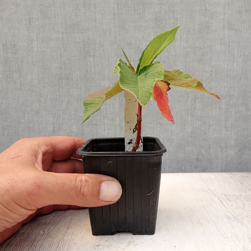 Exemplaar van Persicaria weyrichii - Duizendknoop Kweekpotje van 8/9 cm zoals geleverd in de zomer