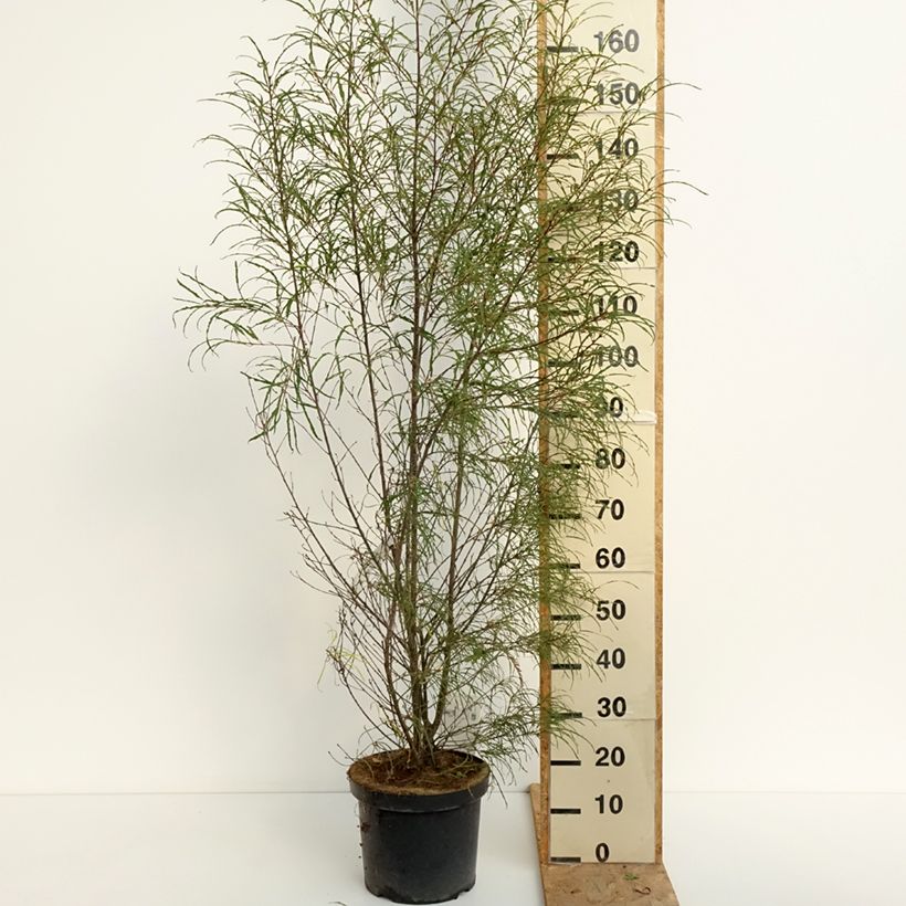 Exemplaar van Rhamnus frangula Asplenifolia - Sporkehout Pot van 7,5 l/10 l zoals geleverd in de zomer