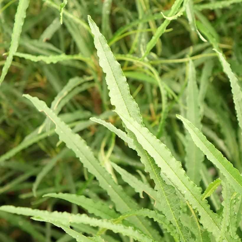 Rhamnus frangula Fine Line - Sporkehout (Blad)