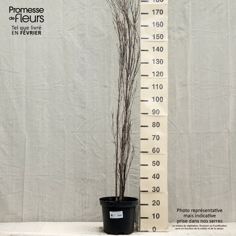 Example of Rhamnus frangula Fine Line - Bourdaine, Frangula alnus Pot van 12 l/15 l as you get in hiver