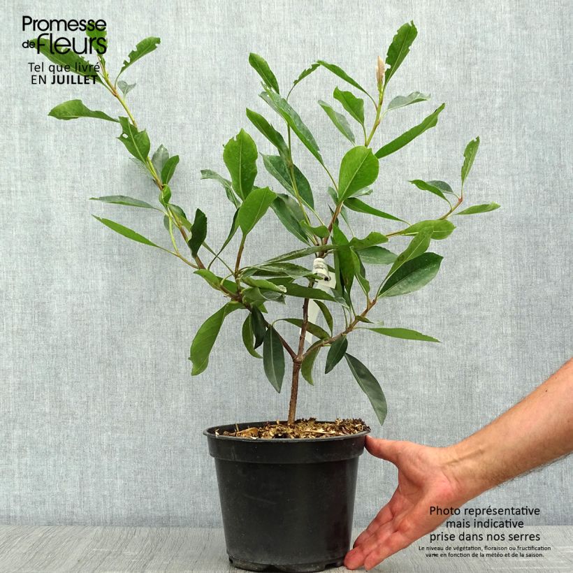 Exemplaar van Rhaphiobotrya Coppertone - néflier hybride Pot de 3L/4L zoals geleverd in de zomer