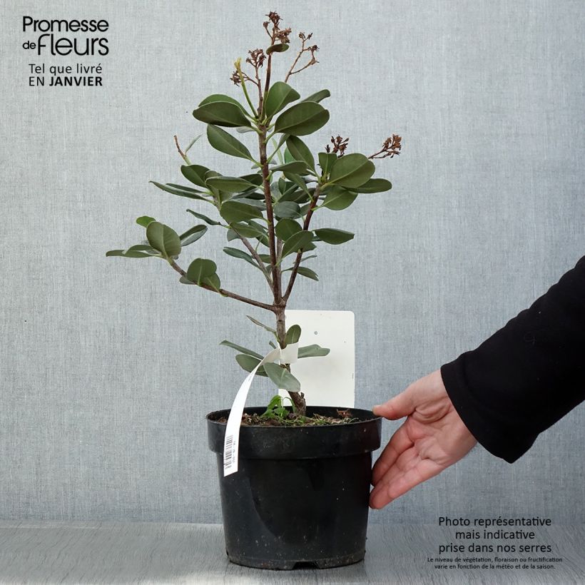 Example of Rhaphiolepis umbellata Pot van 3 l/4 l as you get in hiver