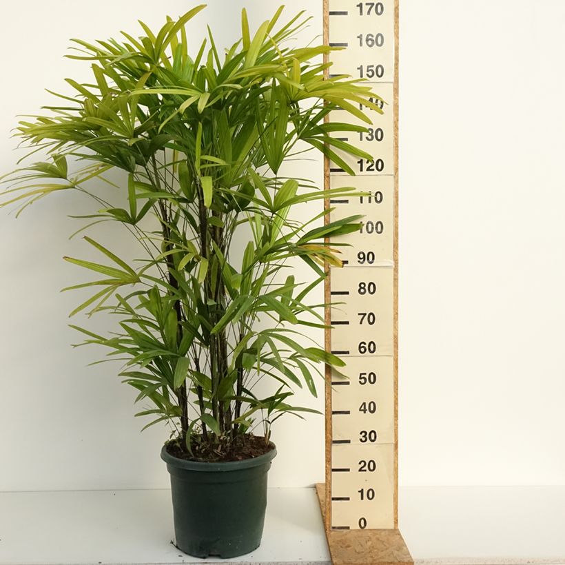 Exemplaar van Rhapis excelsa - Bamboepalm Pot van 20 l/25 l zoals geleverd in de zomer