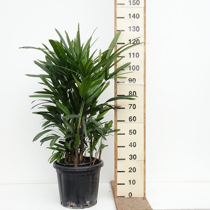 Exemplaar van Rhapis excelsa - Bamboepalm Pot van 20 l/25 l zoals geleverd in de lente