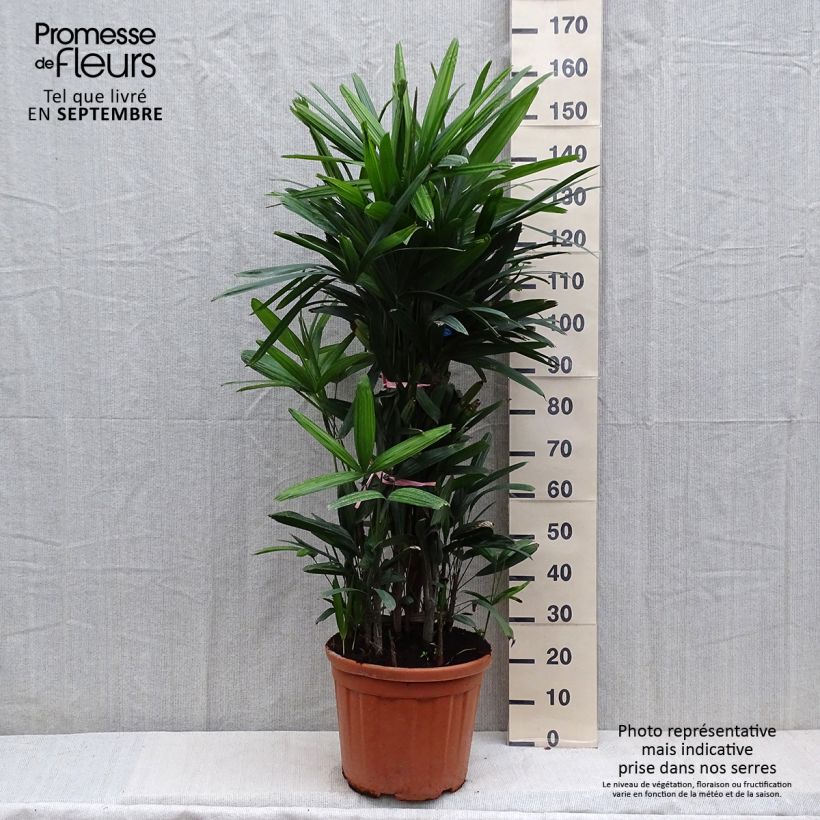 Example of Rhapis excelsa - Palmier bambou Pot van 7,5 l/10 l as you get in hiver