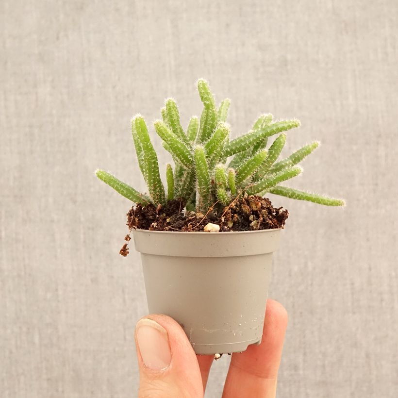 Exemplaar van Rhipsalis horrida - Koraalcactus Mini-kamerplanten zoals geleverd in de lente