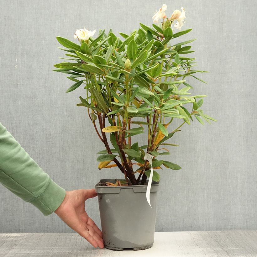 Exemplaar van Rhododendron Bernstein - Dwergrododendron Pot van 4 l/5 l zoals geleverd in de zomer