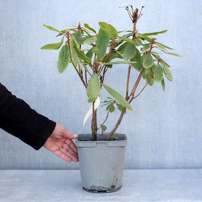 Example of Rhododendron Bernstein - Dwergrododendron Pot van 4 l/5 l as you get in hiver