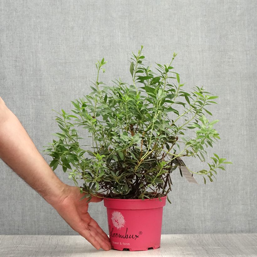 Exemplaar van Rhododendron INKARHO Bloombux Magenta - Grootbloemige rododendron Pot van 2 l/3 l zoals geleverd in de zomer