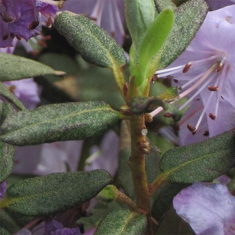 Rhododendron Blue Silver - Dwergrododendron (Foliage)