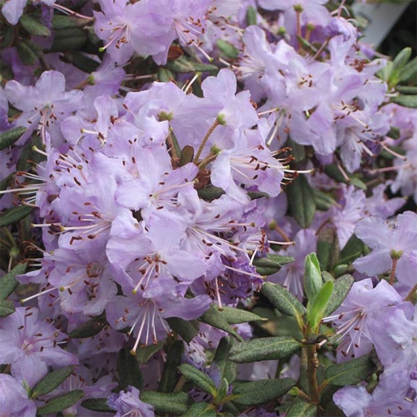 Rhododendron Blue Silver - Dwergrododendron (Flowering)