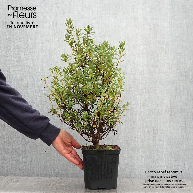 Exemplaar van Rhododendron Blue Silver - Dwergrododendron Pot van 3 l/4 l zoals geleverd in de herfst