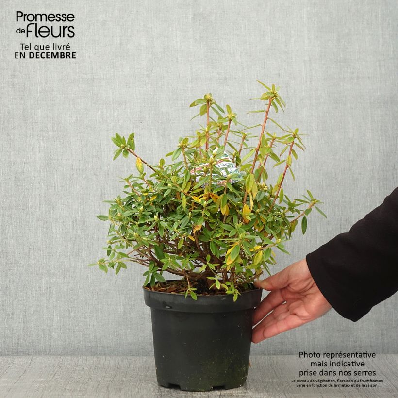Exemplaar van Rhododendron Blue Tit - Dwergrododendron Pot van 2 l/3 l zoals geleverd in de herfst