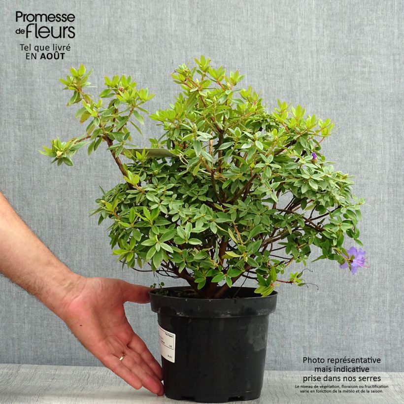 Exemplaar van Rhododendron Blue Tit - Dwergrododendron Pot van 2 l/3 l zoals geleverd in de zomer