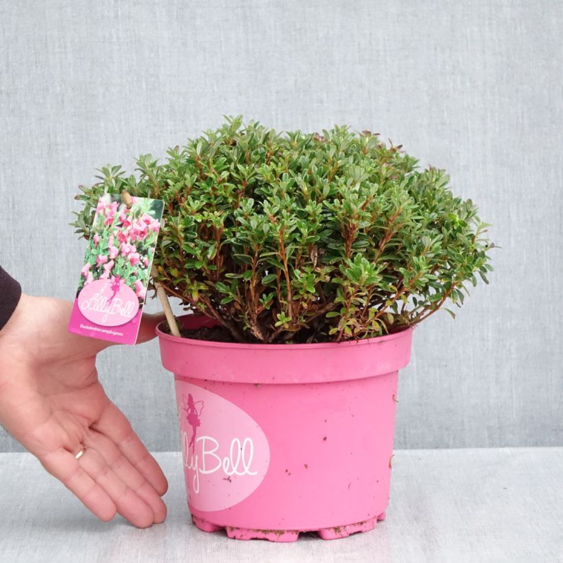 Exemplaar van Rhododendron campylogynum Lilly Bell - Dwergrododendron Pot van 3 l/4 l zoals geleverd in de herfst