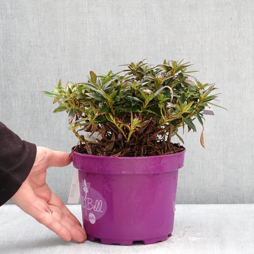 Example of Rhododendron campylogynum Lilly Bell - Dwergrododendron Pot van 3 l/4 l as you get in hiver