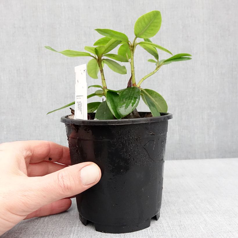 Example of Rhododendron catawbiense Boursault Pot van 12 cm / 13 cm as you get in hiver