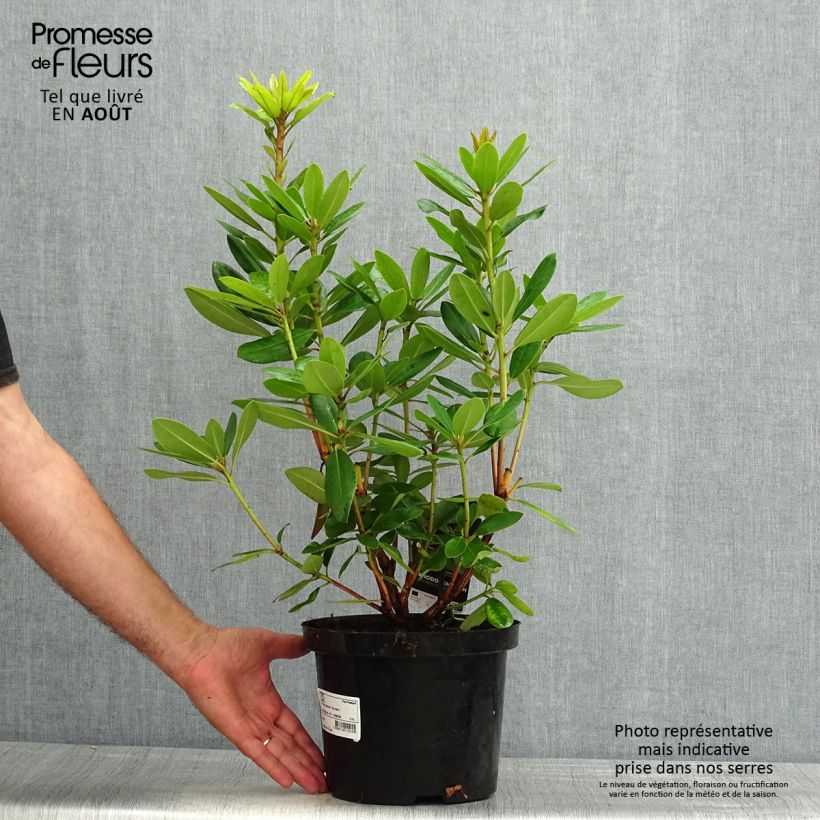 Exemplaar van Rhododendron catawbiense Boursault - Grootbloemige rododendron Pot van 4 l/5 l zoals geleverd in de zomer