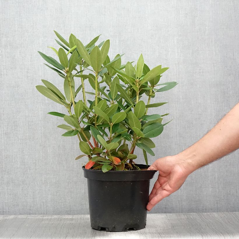 Exemplaar van Rhododendron Grandiflorum - Grootbloemige rododendron Pot van 4 l/5 l zoals geleverd in de zomer