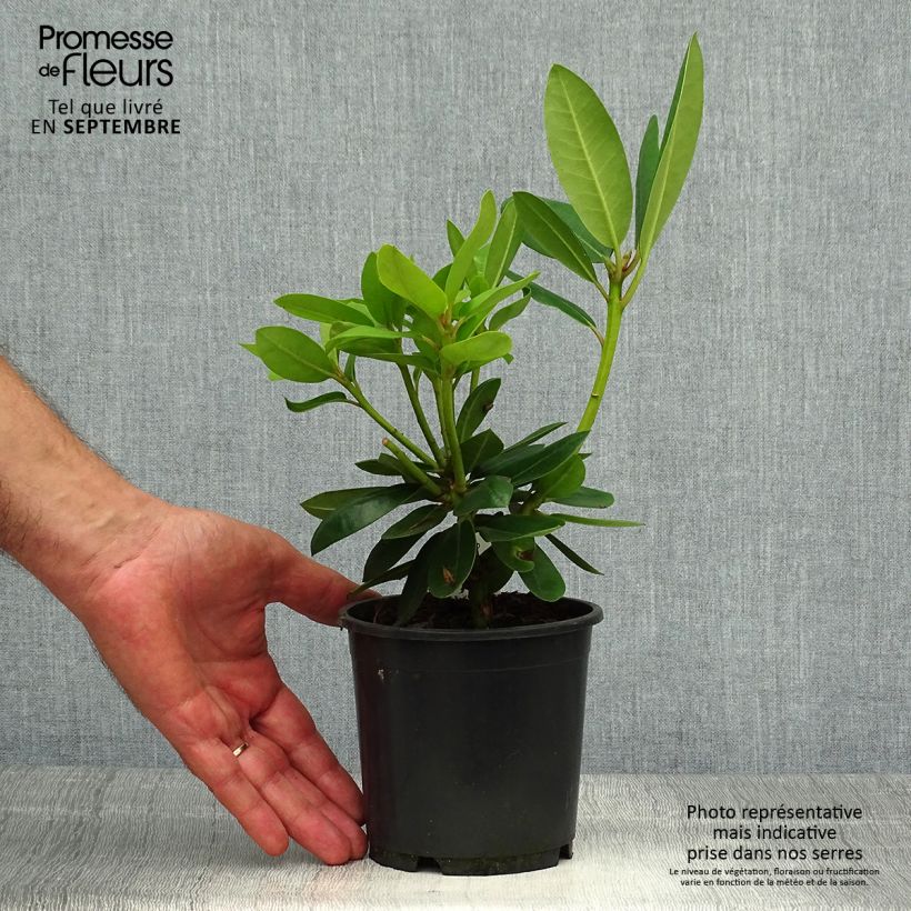 Exemplaar van Rhododendron Grandiflorum - Grootbloemige rododendron Pot van 12 cm / 13 cm zoals geleverd in de herfst