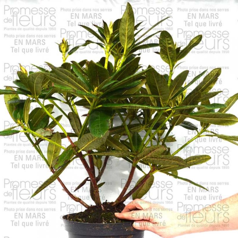 Example of Rhododendron Champagne - Grand Rhododendron Pot van 4 l/5 l as you get