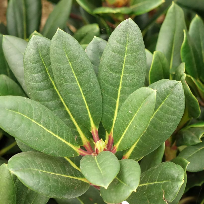 Rhododendron Château de Josselin (Blad)