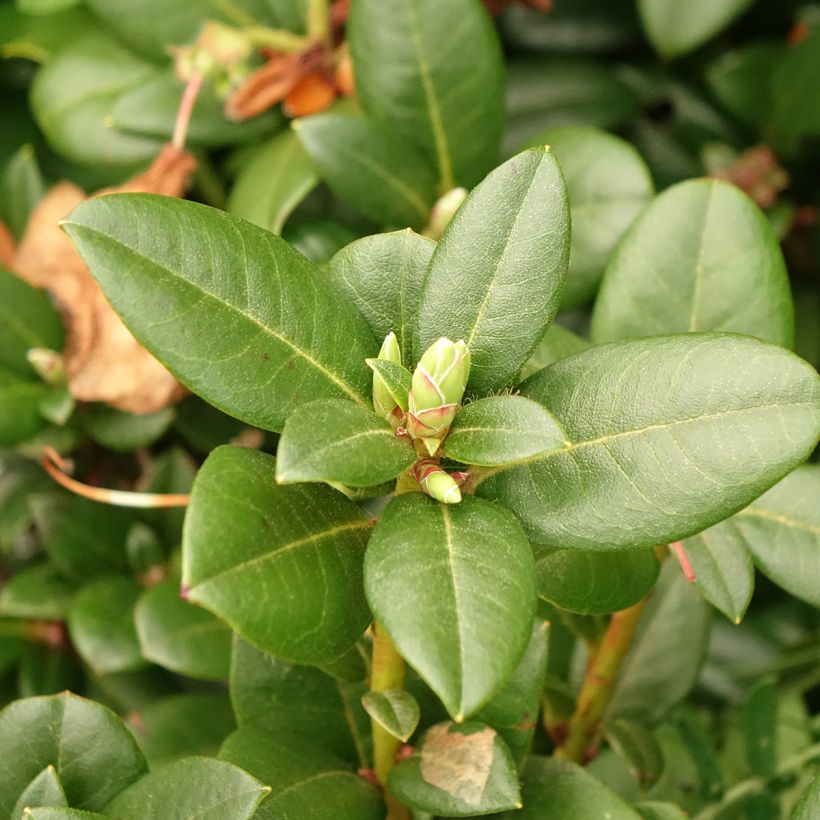 Rhododendron Cilpinense (Blad)