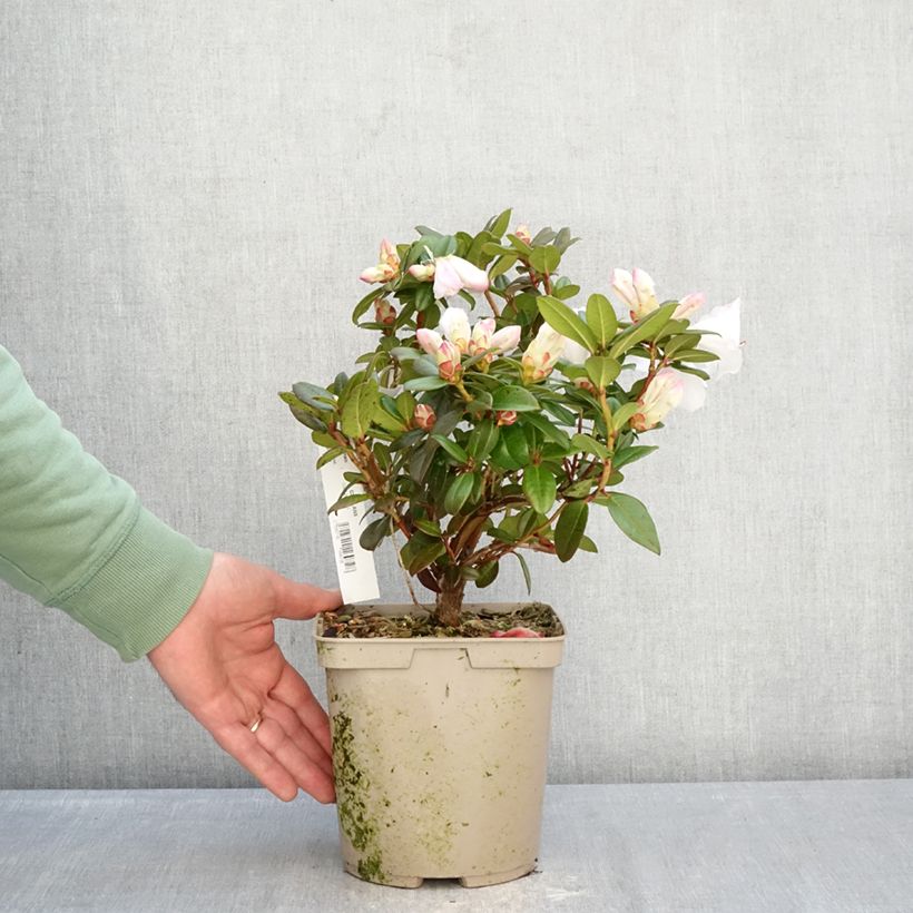 Exemplaar van Rhododendron Cilpinense  Pot van 4 l/5 l zoals geleverd in de winter