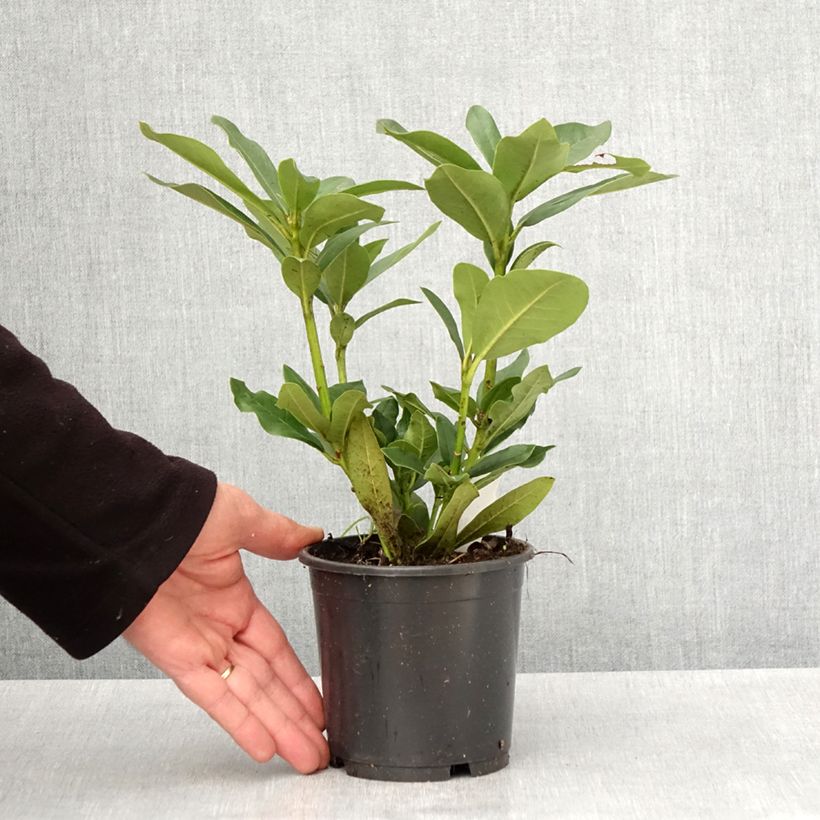 Exemplaar van Rhododendron Cunningham's White - Grootbloemige rododendron Pot van 12 cm / 13 cm zoals geleverd in de lente