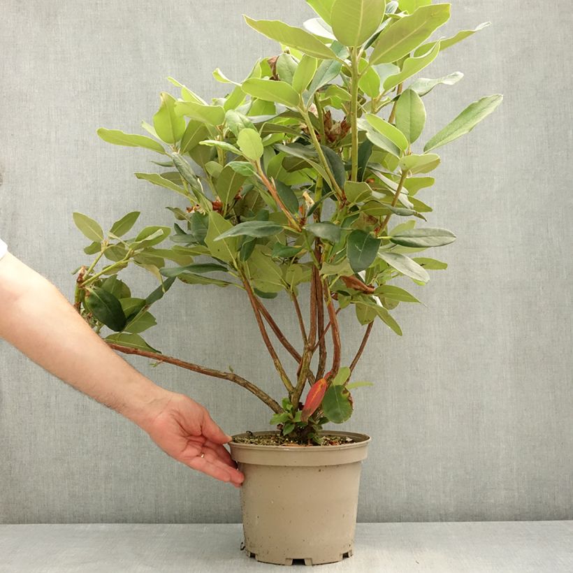 Exemplaar van Rhododendron Double Dots - Grootbloemige rododendron Pot van 4 l/5 l zoals geleverd in de lente