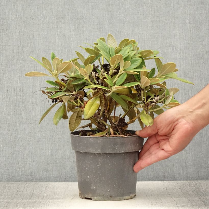 Exemplaar van Rhododendron Dusty Miller - Dwergrododendron Pot van 2 l/3 l zoals geleverd in de zomer