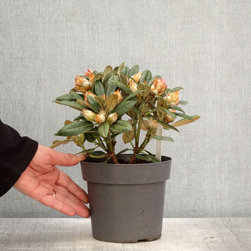 Exemplaar van Rhododendron Dusty Miller - Dwergrododendron Pot van 2 l/3 l zoals geleverd in de lente