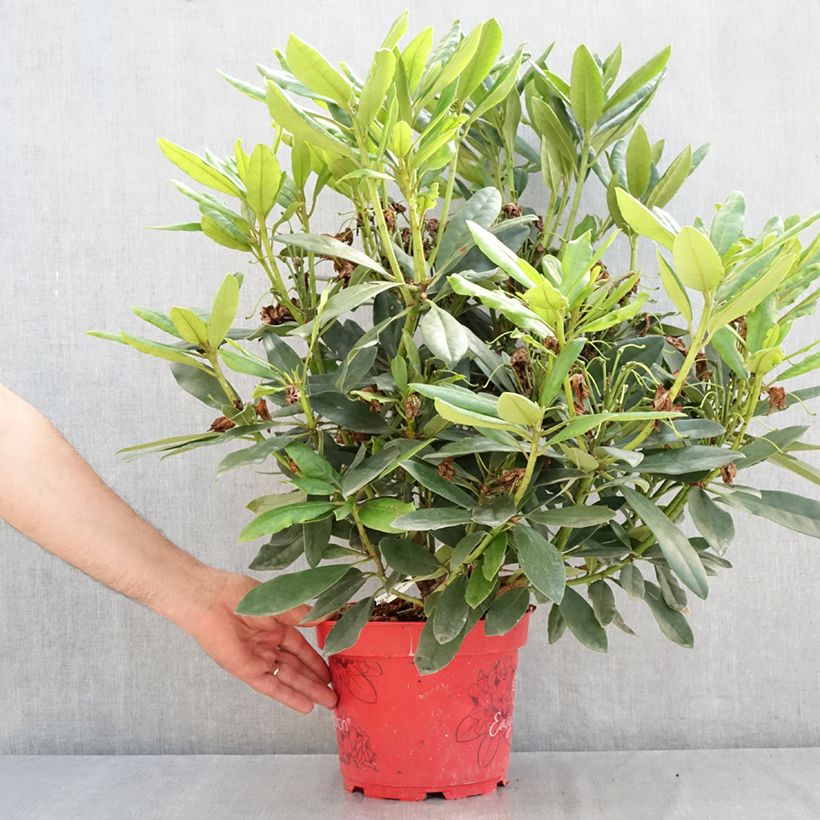Exemplaar van Rhododendron Easydendron INKARHO Madame Masson - Grootbloemige rododendron Pot van 4 l/5 l zoals geleverd in de zomer