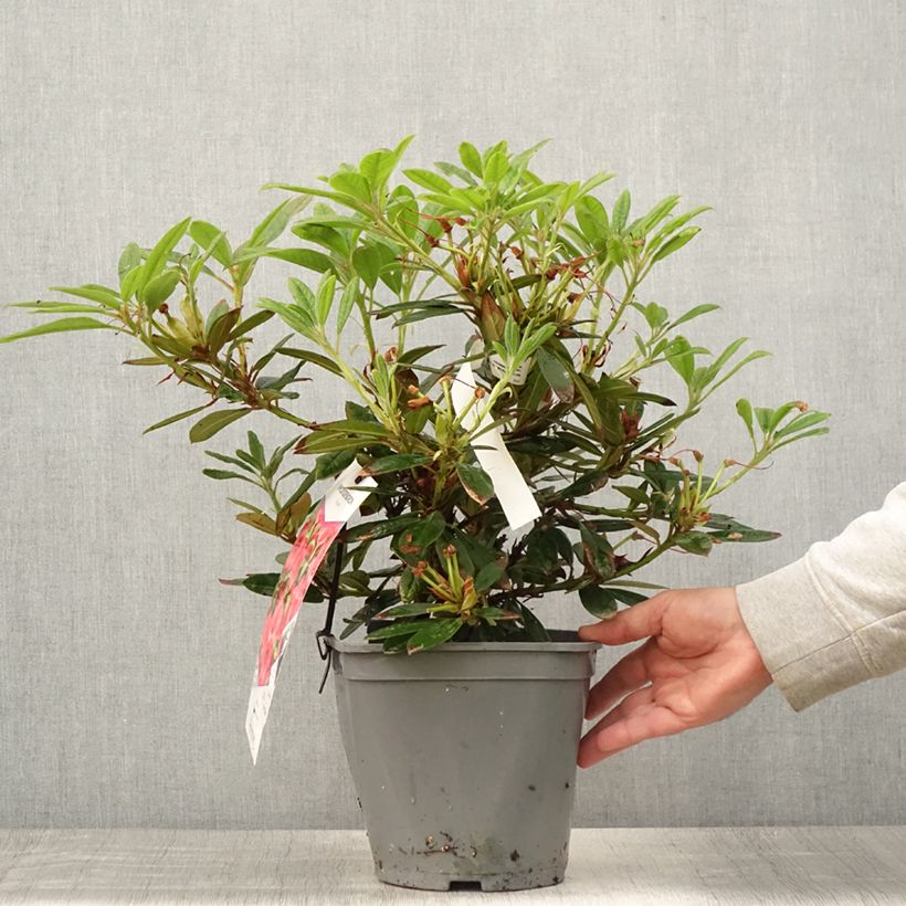 Exemplaar van Rhododendron Elisabeth - Dwergrododendron Pot van 4 l/5 l zoals geleverd in de zomer