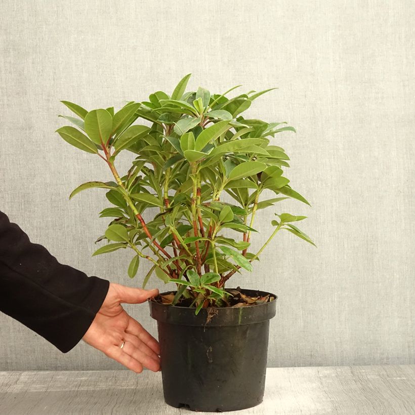Exemplaar van Rhododendron Elizabeth Red Foliage - Grootbloemige rododendron Pot van 2 l/3 l zoals geleverd in de herfst