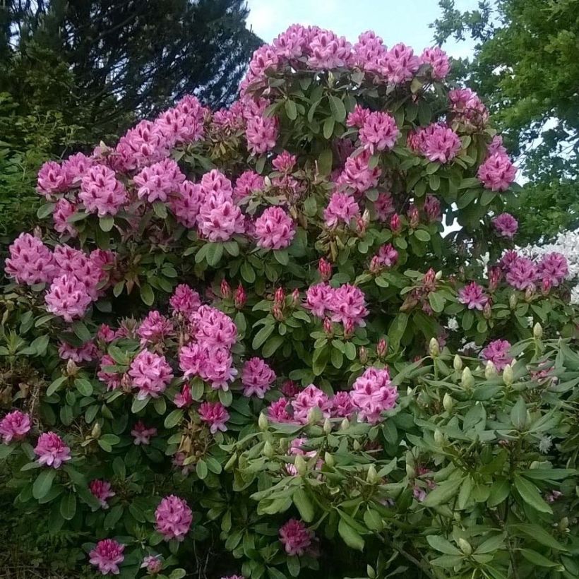 Rhododendron Germania - Grootbloemige rododendron (Plant habit)