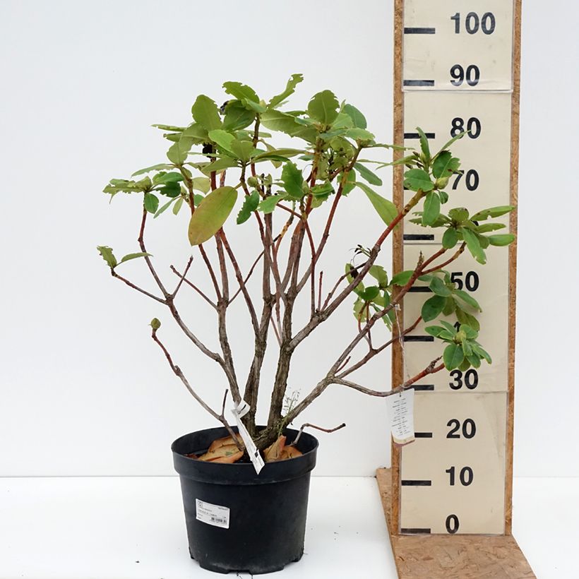 Example of Rhododendron Germania - Grootbloemige rododendron Pot van 7,5 l/10 l as you get in automne
