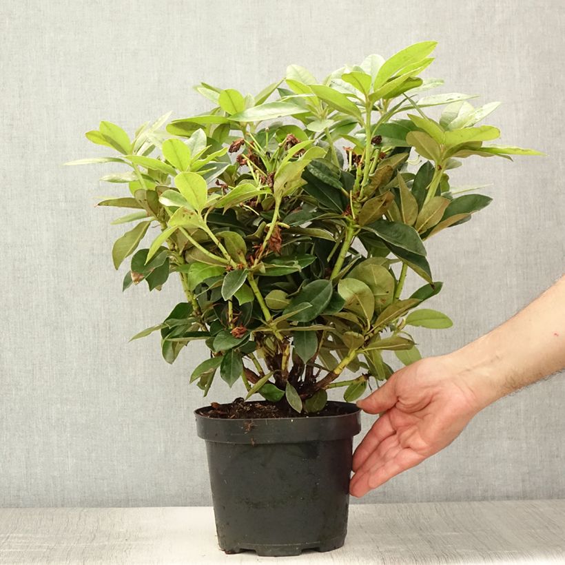 Exemplaar van Rhododendron  Golden Torch - Dwergrododendron Pot van 3 l/4 l zoals geleverd in de zomer