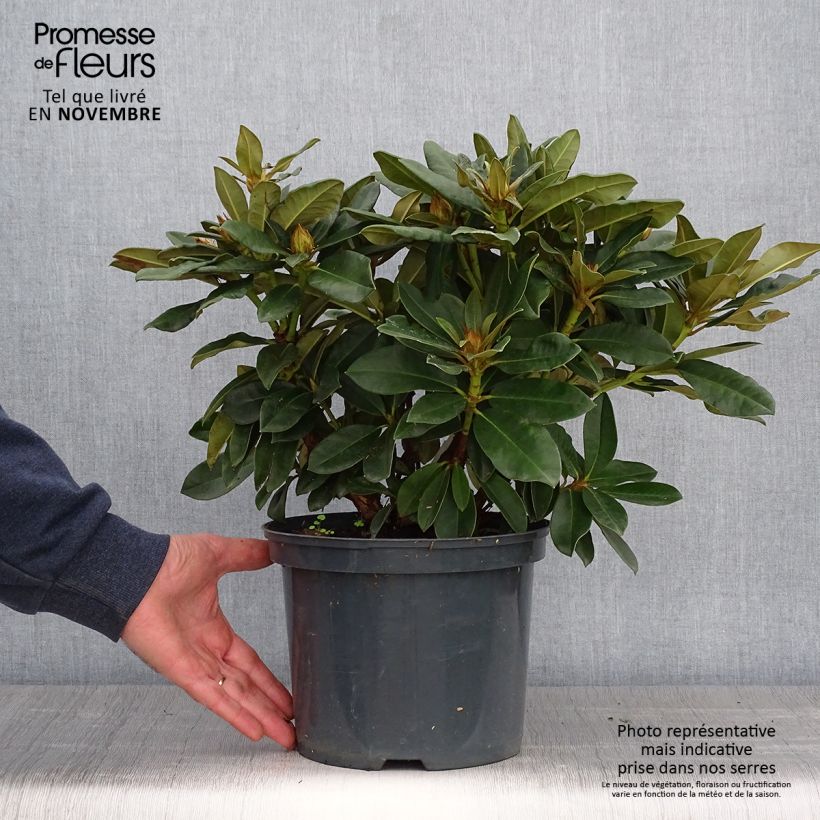 Exemplaar van Rhododendron  Golden Torch - Dwergrododendron Pot van 3 l/4 l zoals geleverd in de herfst