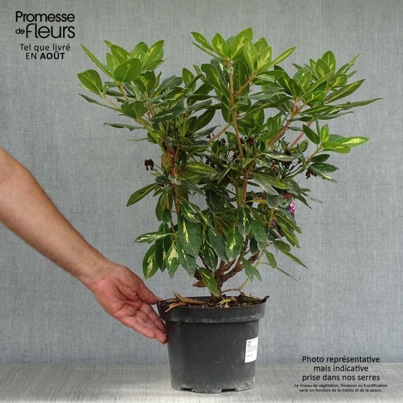 Exemplaar van Rhododendron Goldflimmer - Grootbloemige rododendron Pot van 3 l/4 l zoals geleverd in de zomer