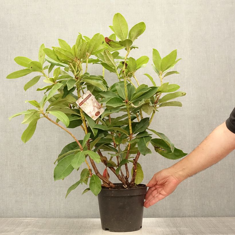 Exemplaar van Rhododendron Gomer Waterer - Grootbloemige rododendron Pot van 3 l/4 l zoals geleverd in de zomer