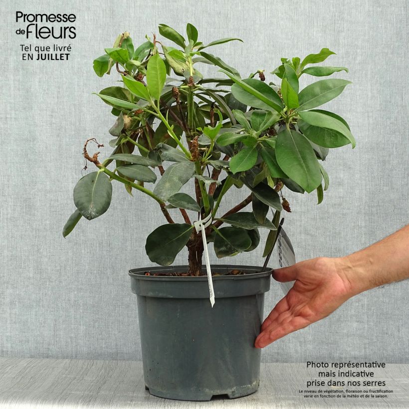 Exemplaar van Rhododendron Gomer Waterer - Grootbloemige rododendron Pot van 7,5 l/10 l zoals geleverd in de zomer